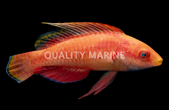 Tono's Fairy Wrasse
