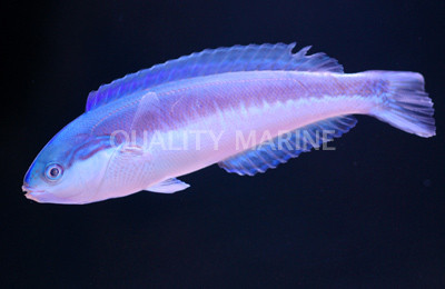 Torpedo Wrasse, Male :: 33735