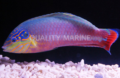 Earmuff Wrasse, Male :: 33745