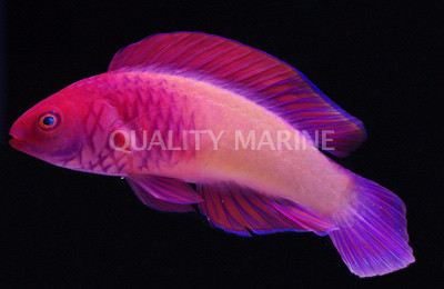 Red Velvet Fairy Wrasse, Male :: 33755