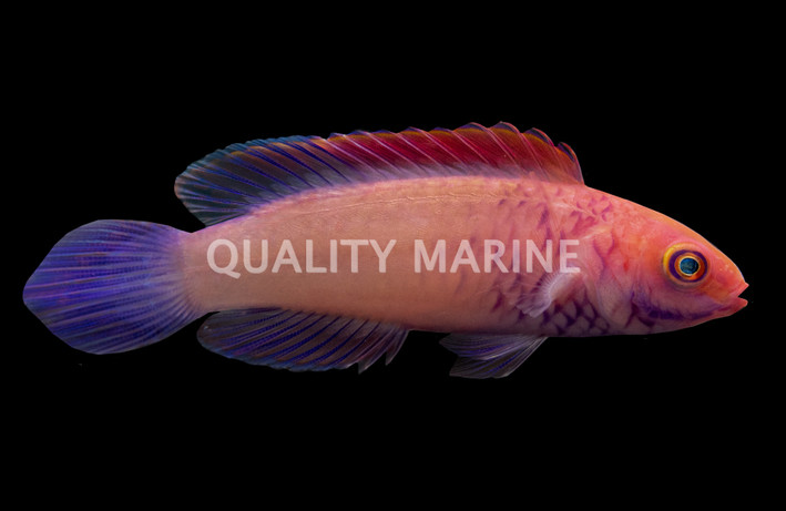 Red Velvet Fairy Wrasse, Male