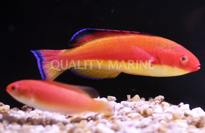 Hooded Flame Fairy Wrasse, Pair :: 33766