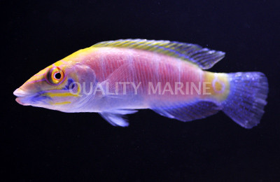 Mystery Wrasse :: 33787