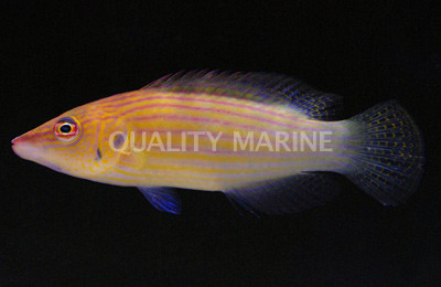 Mauritius Mystery Wrasse :: 33791