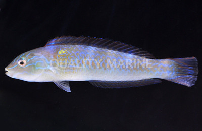 Red Striped Wrasse :: 33796