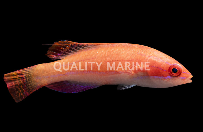 McCosker's Flasher Wrasse, cf African :: 33802