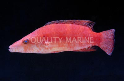 Ringtail Maori Wrasse :: 33804