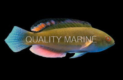 Blackfin Fairy Wrasse :: 33817