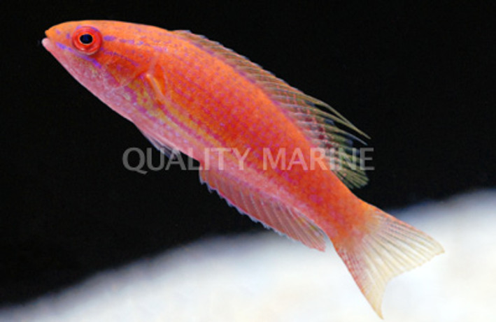 Bell's Flasher Wrasse, Female :: 33846