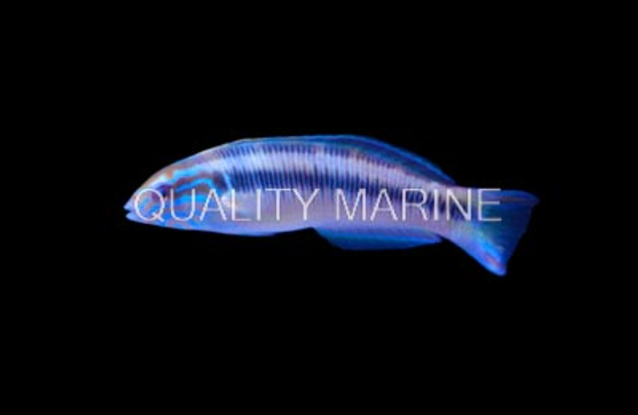 Newton's Wrasse :: 33848