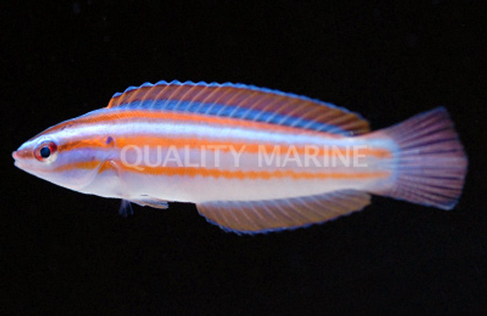 Rainbow Coris Wrasse :: 33849
