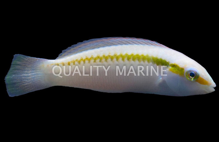 Zig Zag Wrasse
