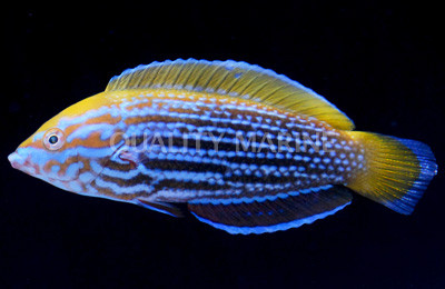 Lennard's Wrasse :: 33858