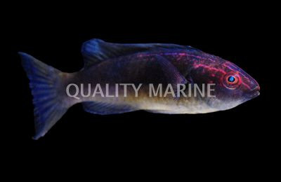 Dusky Fairy Wrasse :: 33859