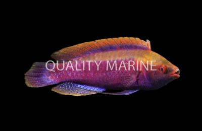Beau's Fairy Wrasse, Male :: 33869