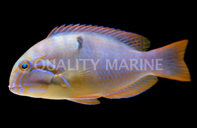 Blue Spotted Tuskfish :: 33871