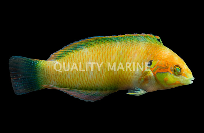 Moyer's Leopard Wrasse
