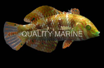 Gold Nugget Wrasse :: 33910