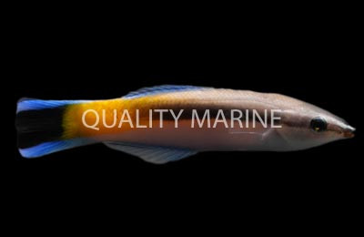 Yellow Patch Cleaner Wrasse :: 33915