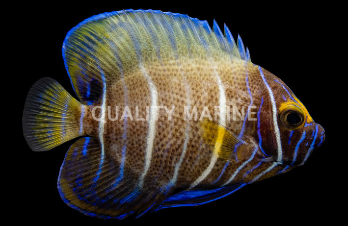 Blueface Angelfish, Sub Adult