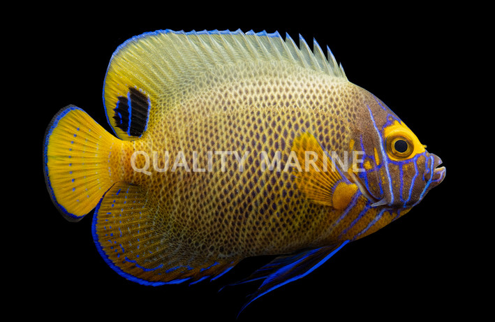 Blueface Angelfish, Sub Adult