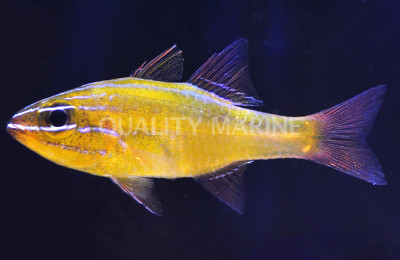 Yellow Cardinalfish :: 13549