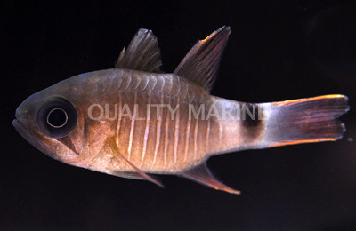 Multi Barred Cardinalfish :: 13561