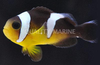 Saddleback Clownfish, Black & Yellow :: 14084