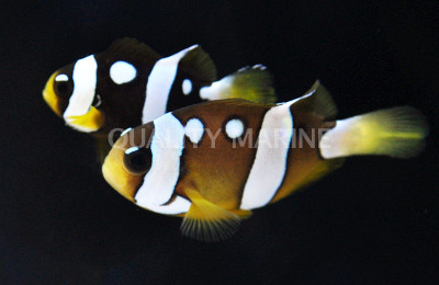 Clarkii Clownfish, Galaxy  :: 14086