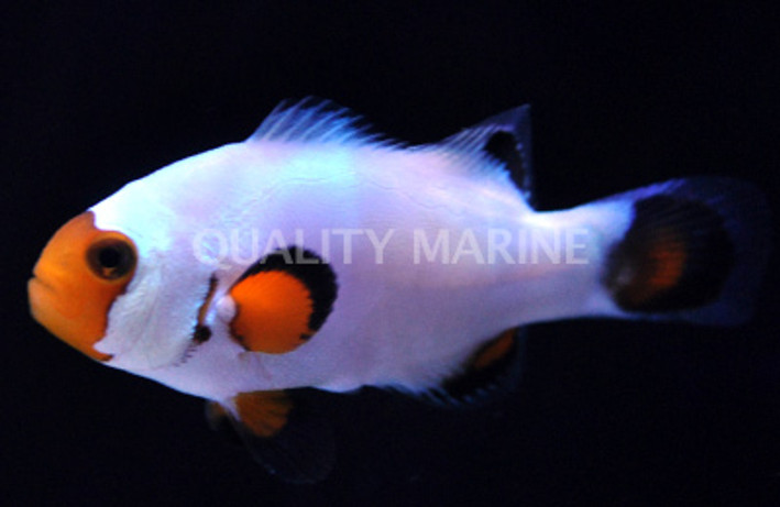 Wyoming White Ocellaris Clownfish :: 14103