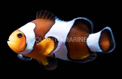 Wide Bar Black Gladiator Ocellaris Clownfish :: 14137