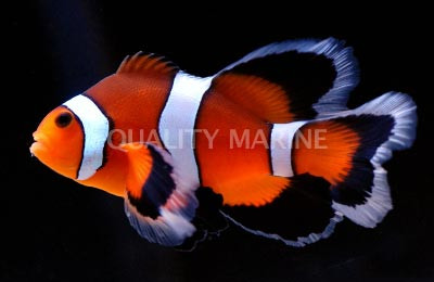 Longfin Mocha Ocellaris Clownfish :: 14139