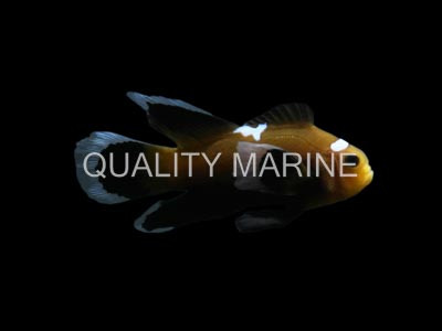 Longfin Midnight Lightning Ocellaris Clownfish :: 14175