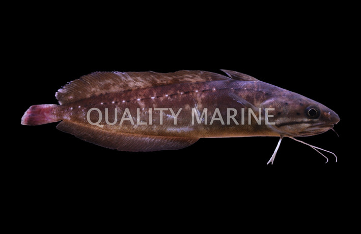 Spotted Codling