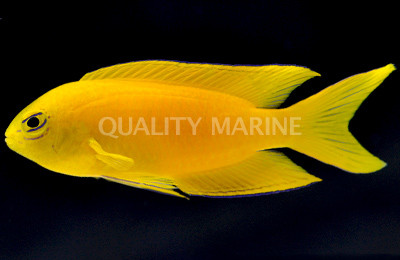 Canary Deep Water Damselfish :: 15018