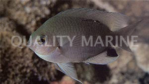 Black Spot Damselfish  :: 15067