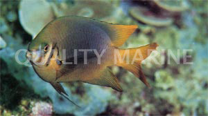 Bicolor Chromis :: 15082