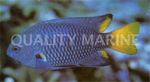 Philippine Damselfish :: 15115