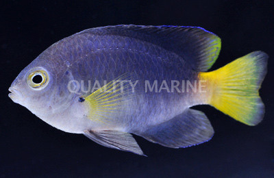 Yellowtip Damselfish :: 15124
