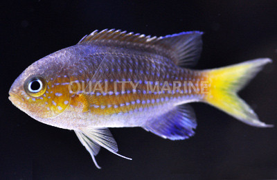 Blacktail Chromis :: 15125