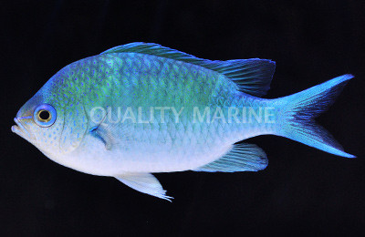 Black Axil Chromis :: 15129