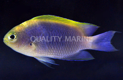 Bleeker's Chromis :: 15134