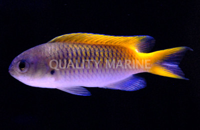 Guam Damselfish :: 15138