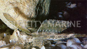 Kuiter's Dragonet :: 15401