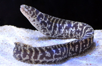 Chain Moray Eel :: 16049