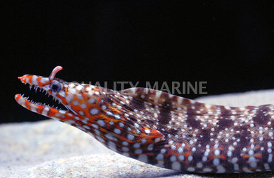Japanese Dragon Moray Eel  :: 16061