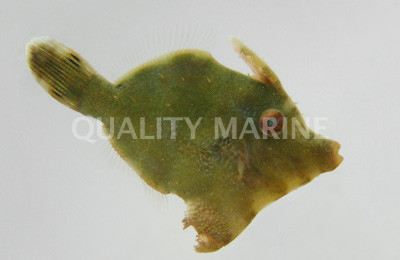 Jade Filefish :: 16503