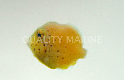 Pygmy Leatherjacket Filefish :: 16508