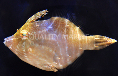 Radial Filefish :: 16512