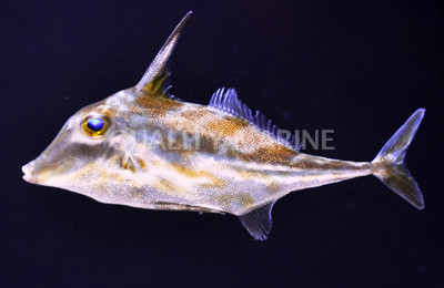 Tripod Filefish :: 16513